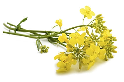 Stafil Cera di Colza vegetale in Scaglie per Creare Candele Artigianali 1 kg