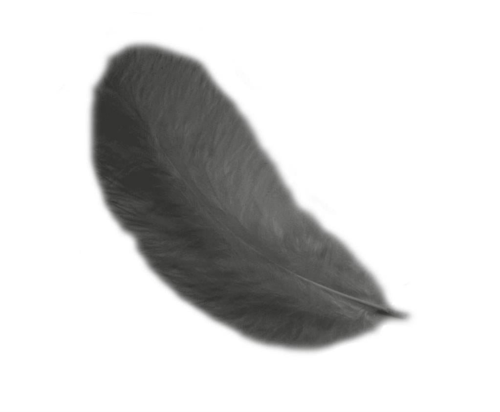 Piume di Gallina 12 cm – Eleganza naturale per le tue creazioni