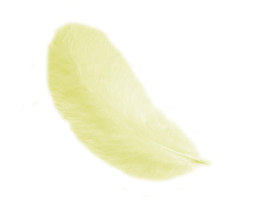 Piume di Gallina 12 cm – Eleganza naturale per le tue creazioni