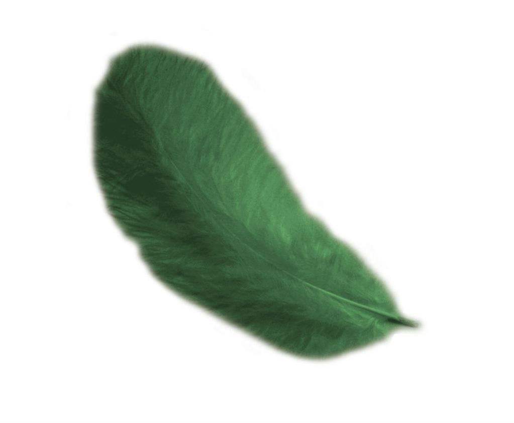 Piume di Gallina 12 cm – Eleganza naturale per le tue creazioni
