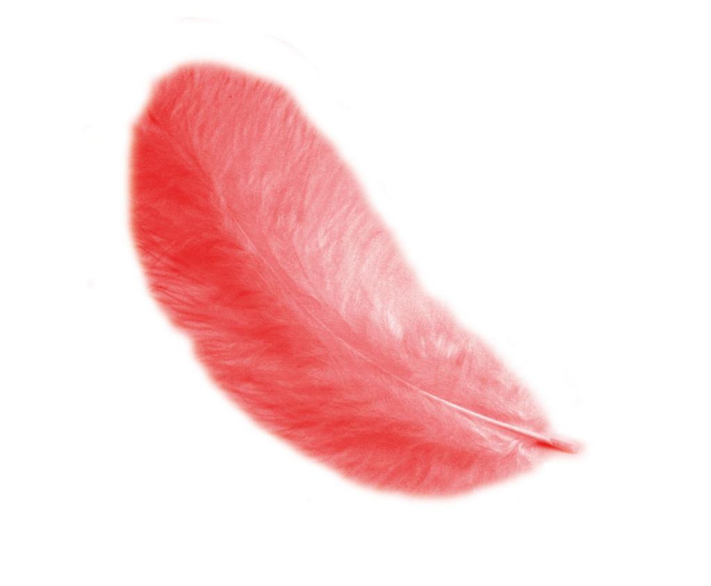 Piume di Gallina 12 cm – Eleganza naturale per le tue creazioni