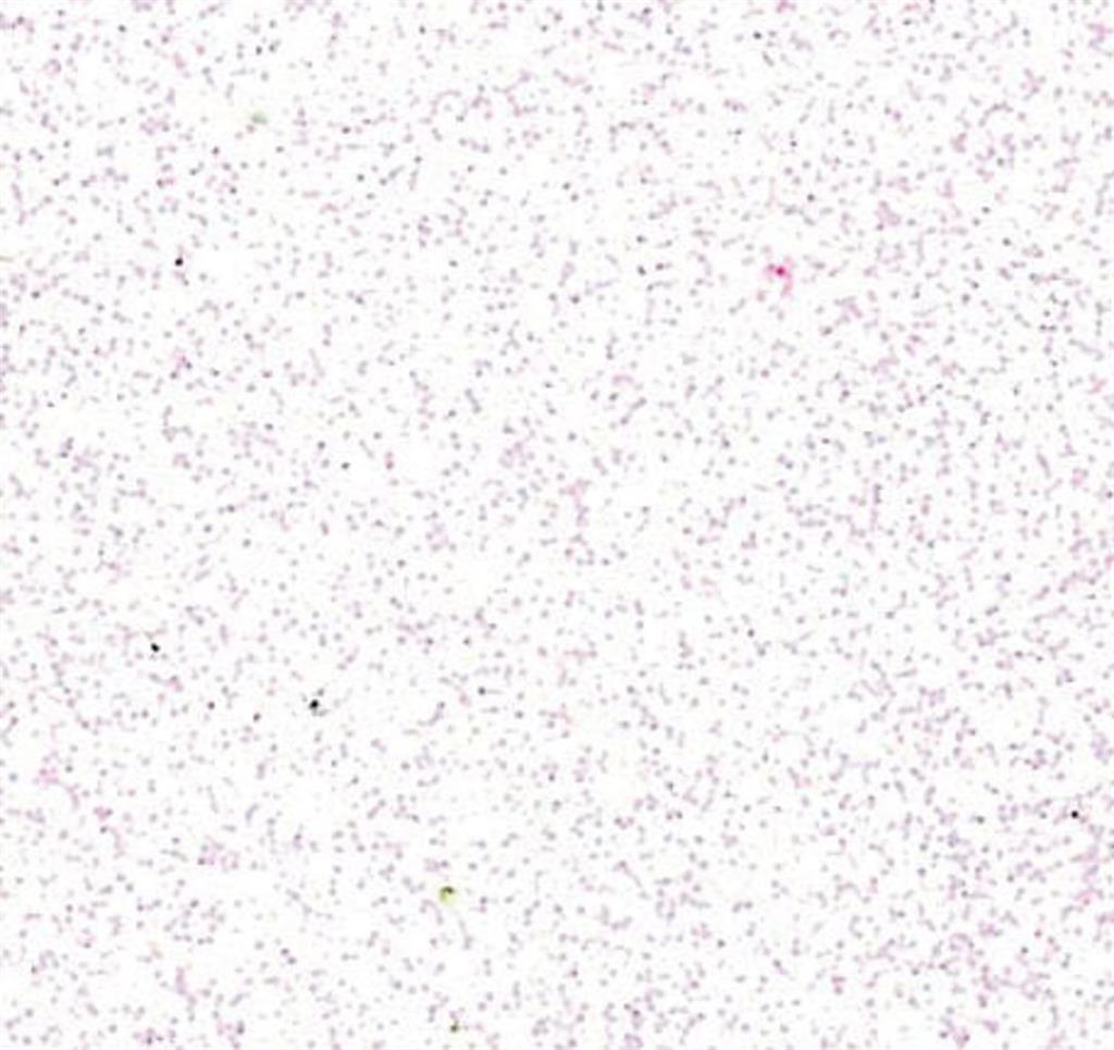 Gomma Crepla Glitter (Moosgummi) – Fogli Brillanti per Lavoretti Creativi e Decorazioni DIY